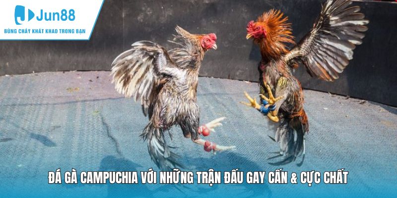 Đá Gà Campuchia với những trận đấu gay cấn & cực chất