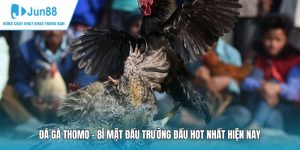 Đá Gà Thomo - Bí Mật Đấu Trường Đấu Hot Nhất Hiện Nay