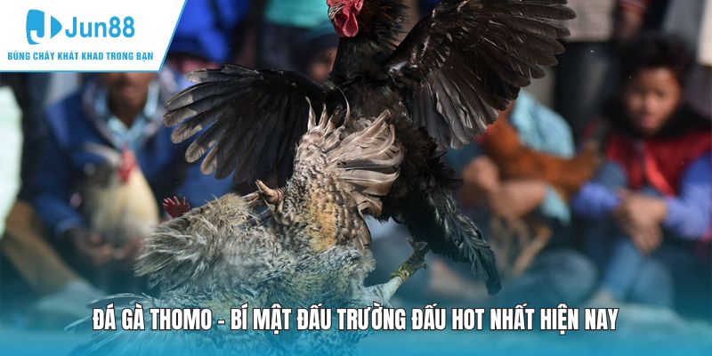 Đá Gà Thomo - Bí Mật Đấu Trường Đấu Hot Nhất Hiện Nay