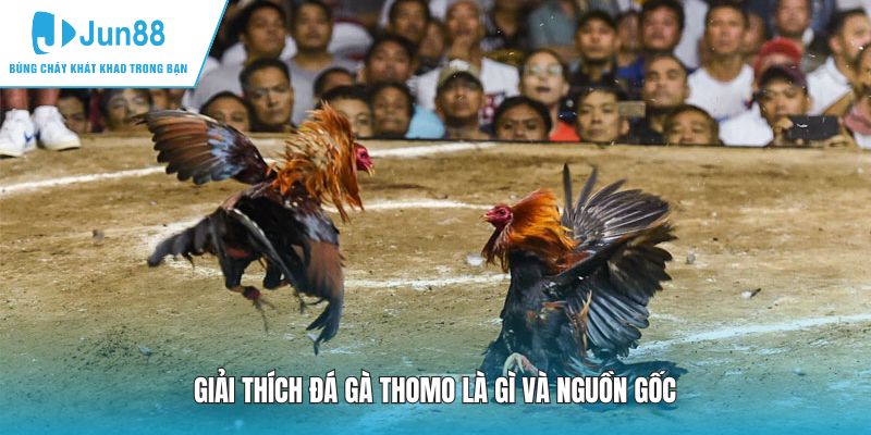 Giải thích đá gà Thomo là gì và nguồn gốc