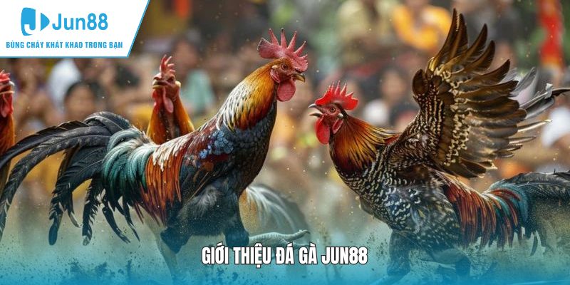 Giới thiệu sảnh đá gà JUN88 hấp dẫn & đặc sắc