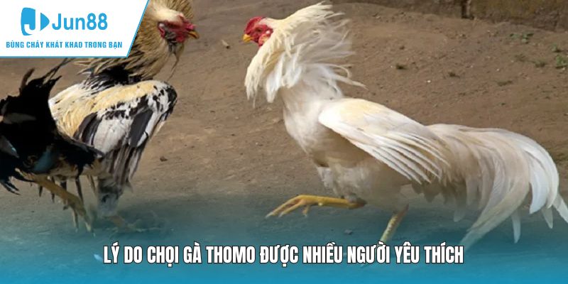 Lý do chọi gà Thomo được nhiều người yêu thích