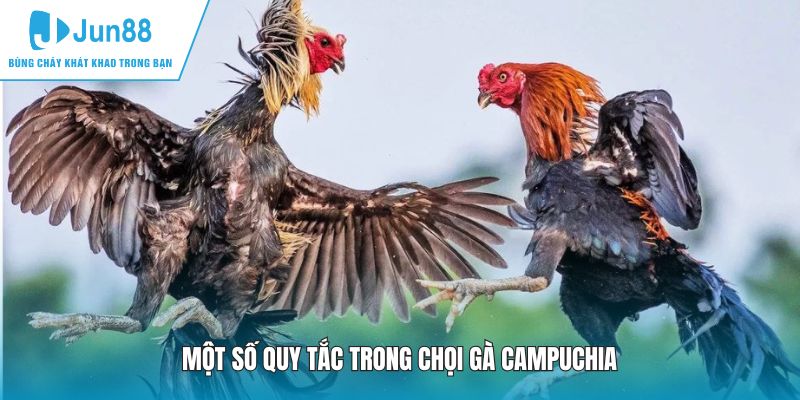 Một số quy tắc trong chọi gà Campuchia