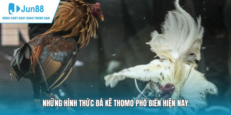 Những hình thức đá kê Thomo phổ biến hiện nay