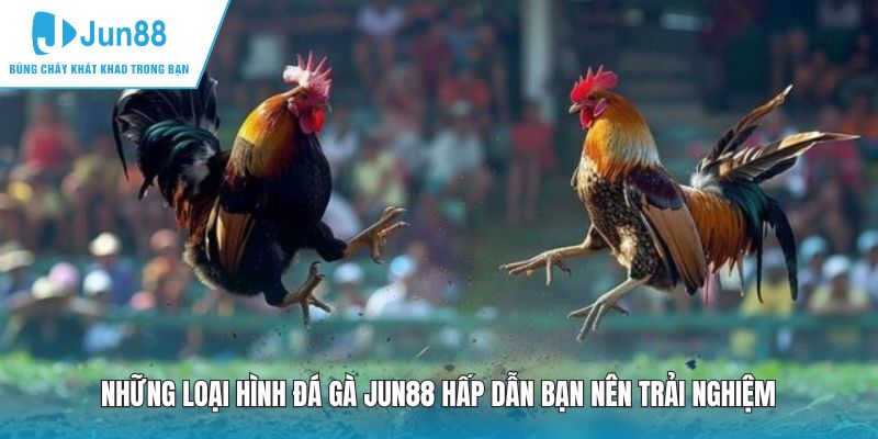 Những loại hình đá gà JUN88 hấp dẫn bạn nên trải nghiệm